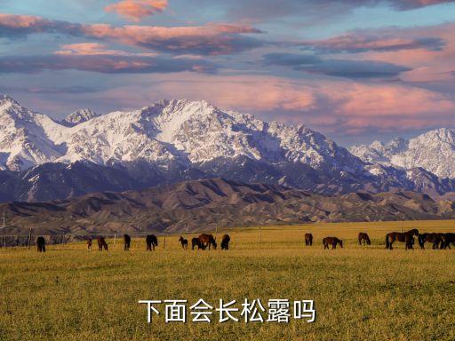 松露生長(zhǎng)在密林中嗎為什么,松樹(shù)下會(huì)長(zhǎng)出松露嗎?